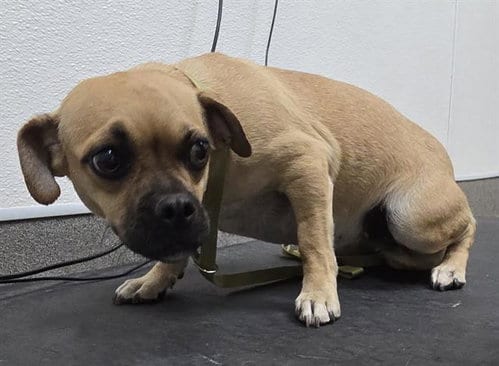 Photo of A128502, adoptable Pug in HESPERIA, California