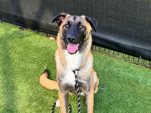 Photo of Shannon, adoptable Belgian Shepherd Malinois in Orange, California
