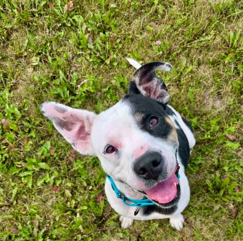 Photo of Bessie, adoptable Pit Bull Terrier in Detroit Lakes, Minnesota