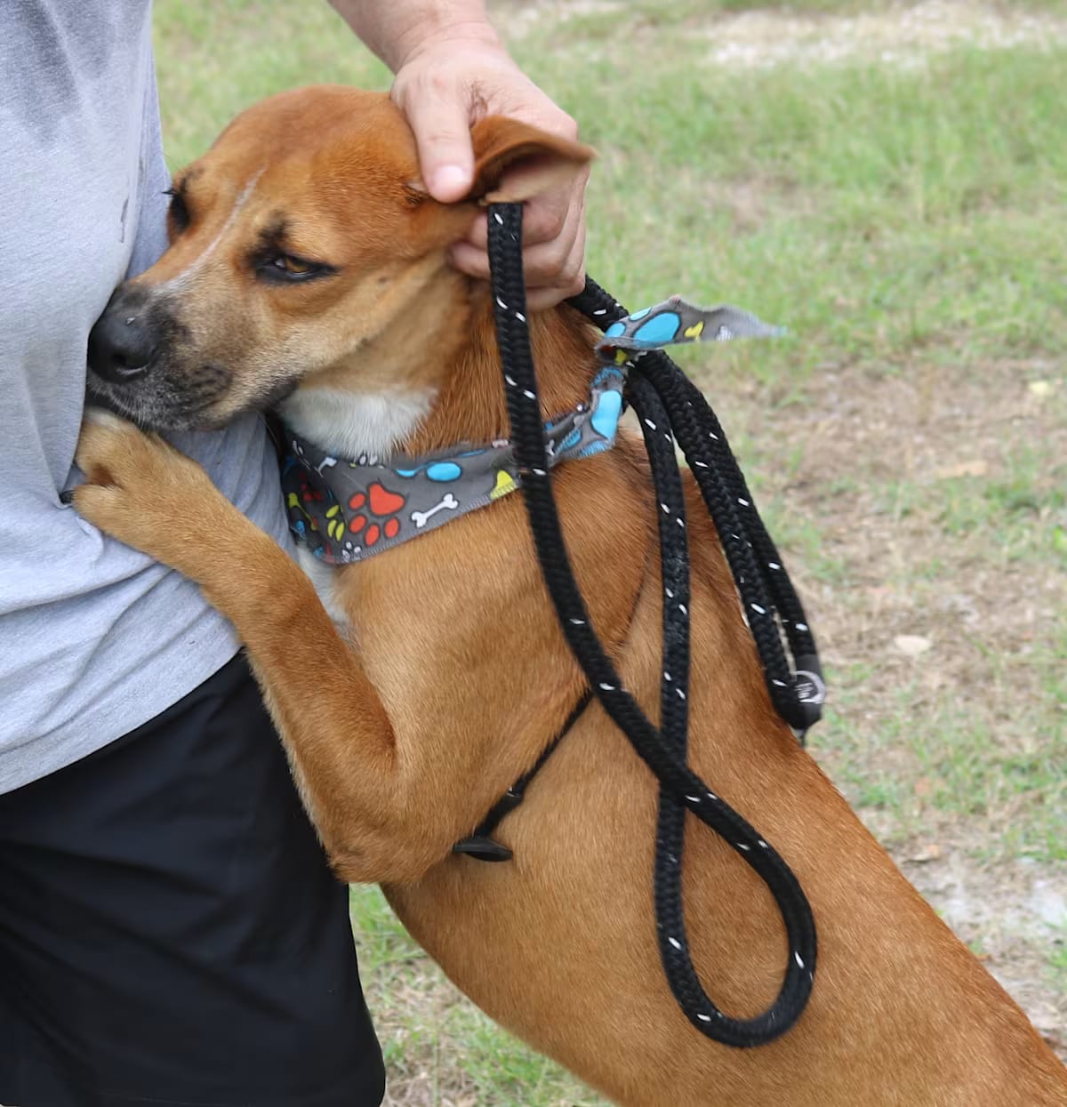 Photo of Apollo, adoptable Labrador Retriever/Black Mouth Cur in Rocky Hill, Connecticut