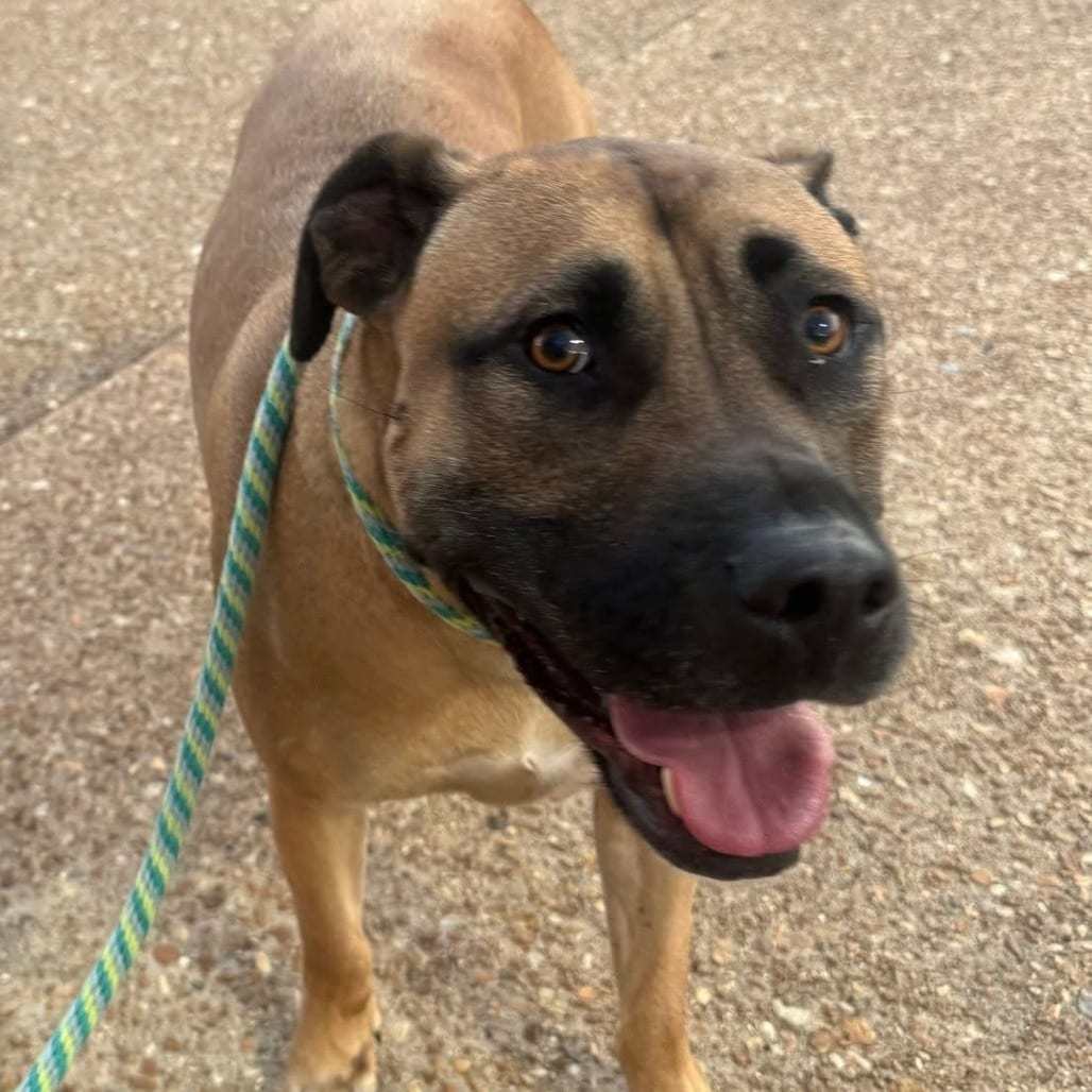 Photo of Theodore Weld (Angelina Grimke pup), adoptable Mixed Breed (Medium) in St. Louis, Missouri
