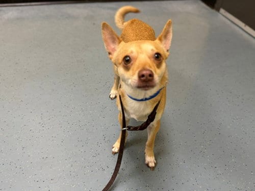 Photo of Biggie Jr, adoptable Chihuahua in Denver, Colorado