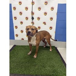 Photo of Ares, adoptable Mixed Breed (Medium) in Land O'Lakes, Florida