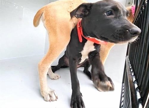Photo of A661250, adoptable Labrador Retriever in Houston, Texas