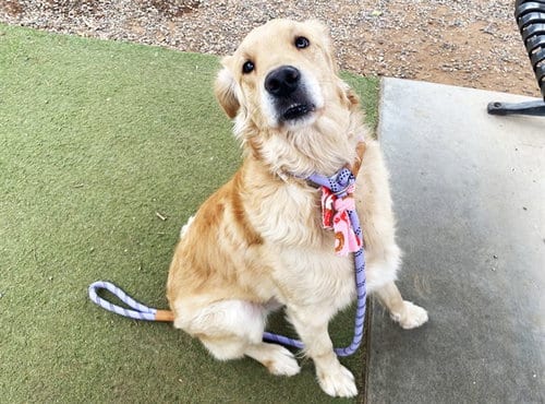 Photo of Paddington, adoptable Golden Retriever in Phoenix, Arizona