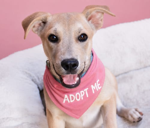 Photo of Candy K, adoptable Labrador Retriever in Inglewood, California