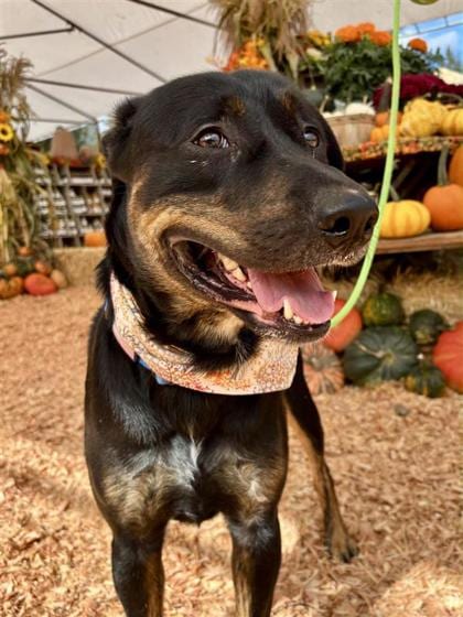 Photo of Opie, adoptable Rottweiler/Retriever, Labrador in Auburn, Washington