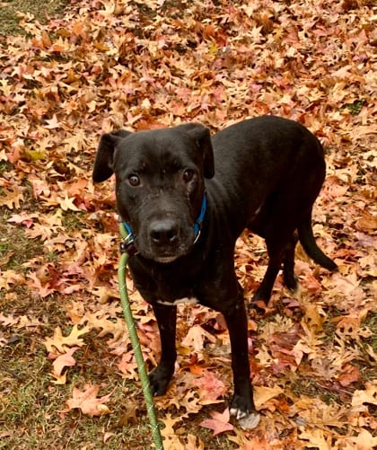Photo of Trillow, adoptable dog in Chamblee, Georgia