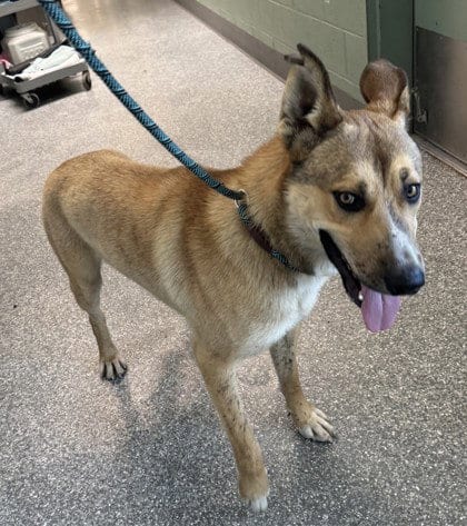 Photo of Samson, adoptable German Shepherd Dog in Oakland, California