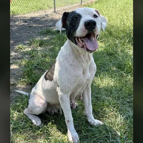 Photo of Lily, adoptable Boxer in Conroe, Texas