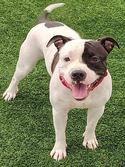 Photo of Casper, adoptable dog in Palmetto, Florida