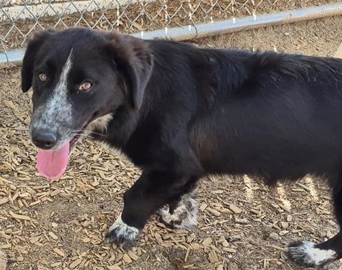 Photo of Stumpy, adoptable Labrador Retriever in Albuquerque, New Mexico