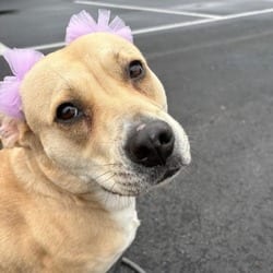 Photo of Ariel, adoptable Labrador Retriever in Syracuse, New York
