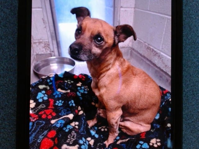 Photo of Teddy, adoptable Chihuahua - Smooth Coated mix in Albuquerque, New Mexico