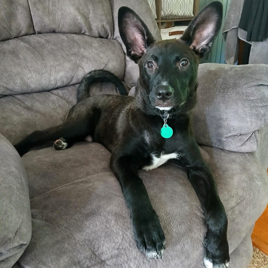 Photo of Ryder, adoptable Mixed Breed (Medium) in Buffalo, Minnesota