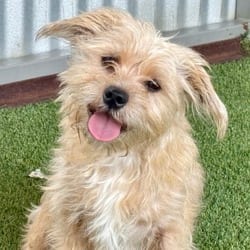 Photo of Cash, adoptable Terrier (Unknown Type, Medium) Mixed Breed (Small) in Hondo, Texas