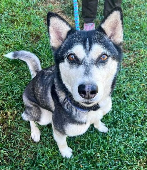 Photo of Neve Campbell, adoptable Siberian Husky in Sacramento, California