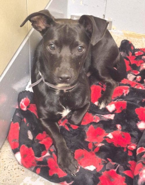 Photo of Phantom, adoptable Chihuahua in Houston, Texas