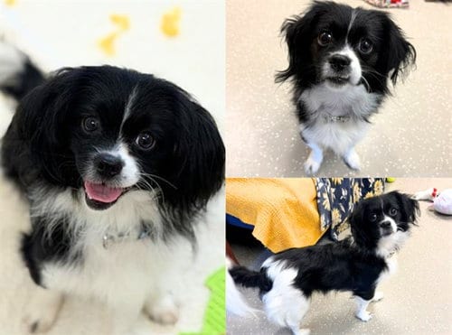 Photo of Bella, adoptable Papillon in Fort Wayne, Indiana