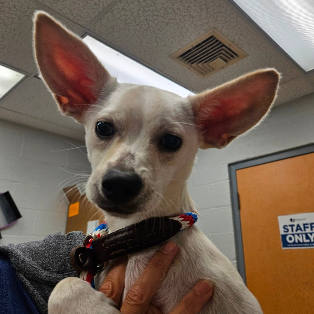 Photo of Casper, adoptable Mixed Breed (Medium) in Birdsboro, Pennsylvania