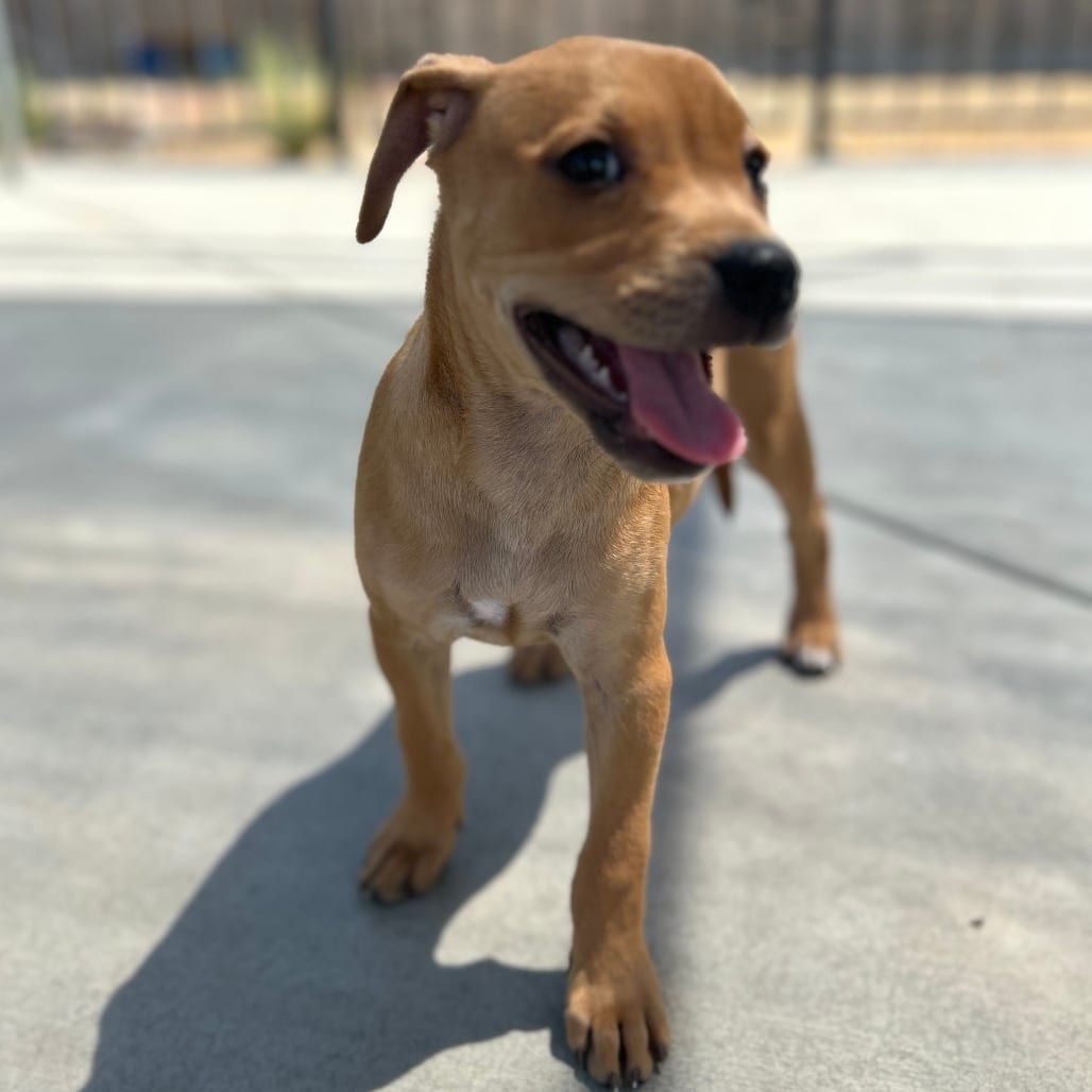 Photo of Athena, adoptable Terrier, Pit Bull / Mixed Breed (Small) in Riverside, California