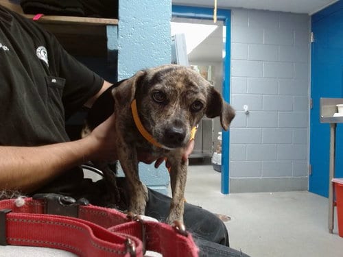 Photo of Bullet, adoptable Dachshund in Albuquerque, New Mexico