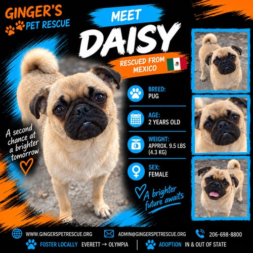 Photo of Daisy from Mexico, adoptable Pug in Federal Way, Washington