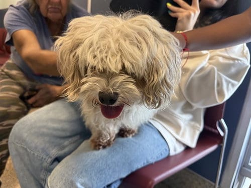 Photo of Gina, adoptable Yorkshire Terrier Yorkie in Miami, Florida