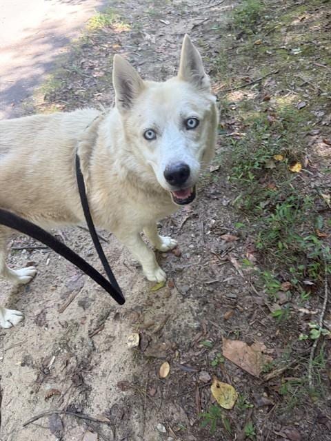 Photo of Jackson, adoptable Husky in Newton, North Carolina