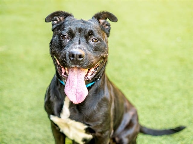 Photo of Dottie, adoptable Labrador Retriever and Pit Bull Terrier in San José, California