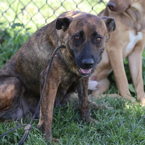 Photo of Dutchess, adoptable Dutch Shepherd in Modesto, California