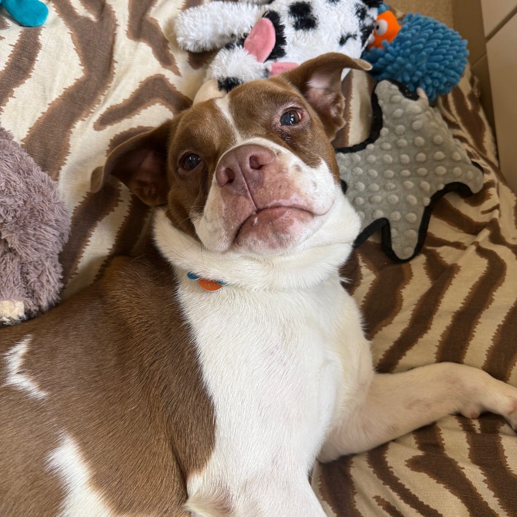 Photo of Kiroshi, adoptable Bulldog, American / Mix in Kanab, Utah