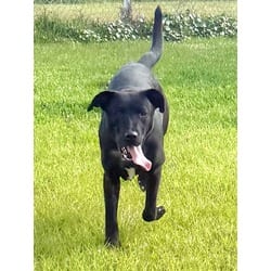 Photo of Twin, adoptable Mixed Breed (Medium) in Port St. Joe, Florida