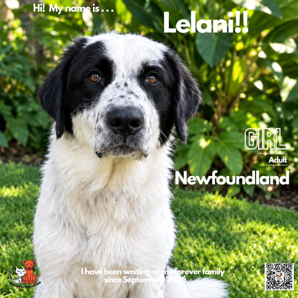 Photo of Leilani, adoptable Newfoundland in Westminster, California