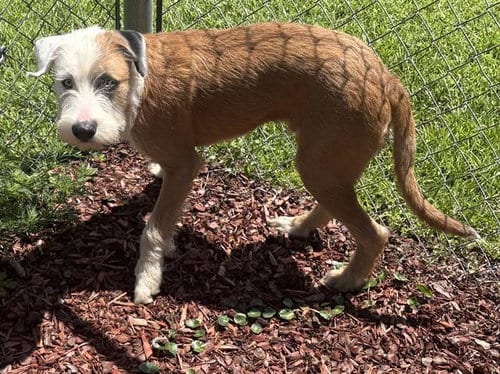 Photo of Scrappy, adoptable Terrier in Panama City, Florida