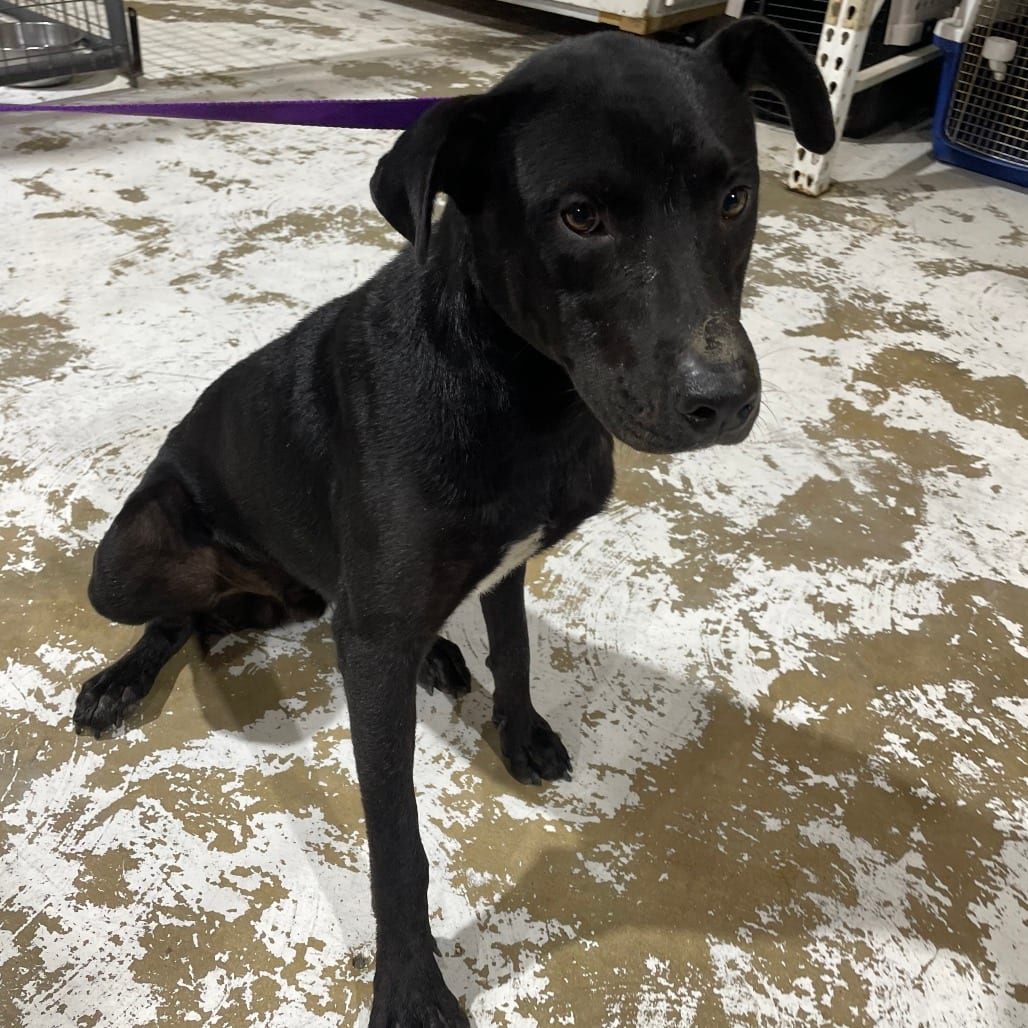 Photo of Gambino, adoptable Mixed Breed (Medium) in Houston, Texas