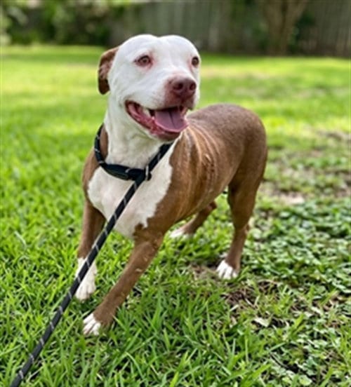 Photo of Kiwi, adoptable Pit Bull Terrier in Texas City, Texas