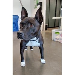 Photo of Milo, adoptable American Staffordshire Terrier in Chatsworth, California