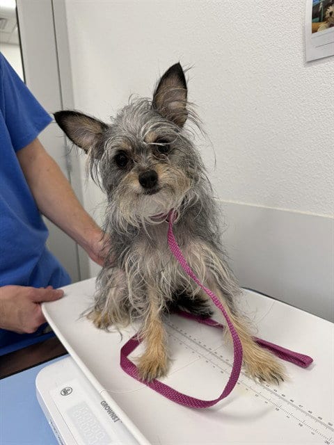 Photo of Kiki, adoptable Cairn Terrier in Mesa, Arizona