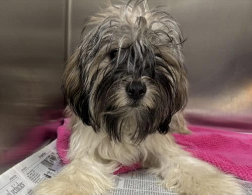 Photo of Maggie, adoptable Shih Tzu in San Pedro, California