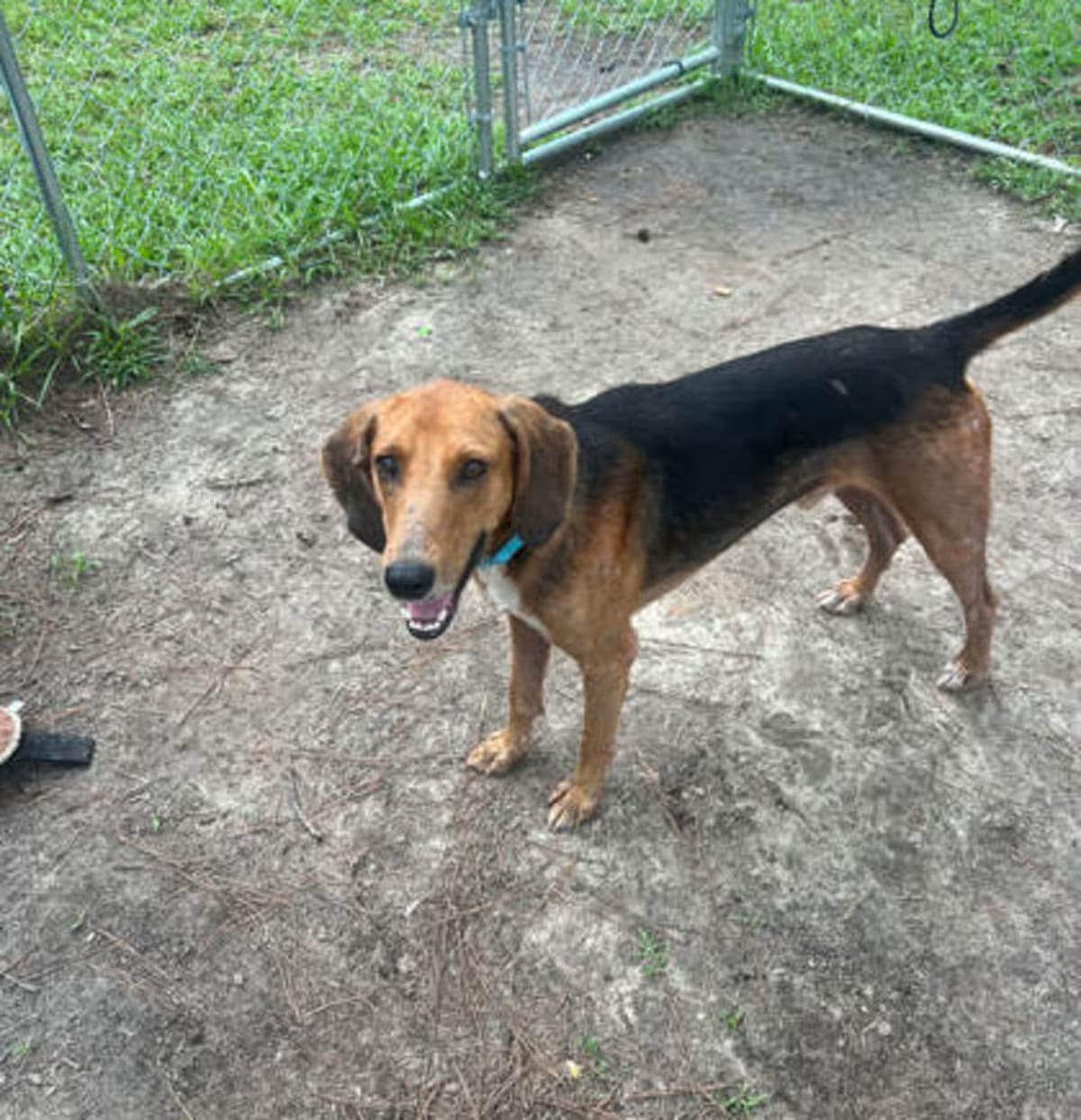 Photo of 07267B Hopper, adoptable Hound (Unknown Type) in Moncks Corner, South Carolina