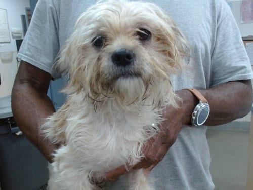 Photo of Roo, adoptable Maltese in Salinas, California