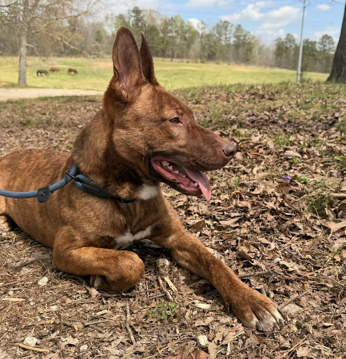 Photo of Figgy, adoptable Shepherd (Unknown Type) Mixed Breed (Medium) in Roswell, Georgia