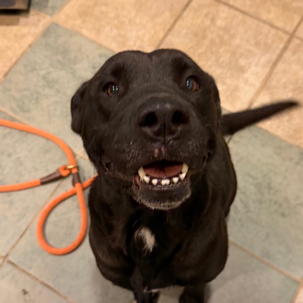 Photo of Navaeh, adoptable Mixed Breed (Medium) in Chattanooga, Tennessee