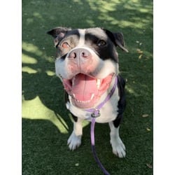 Photo of Bandit, adoptable American Pit Bull Terrier in Chatsworth, California