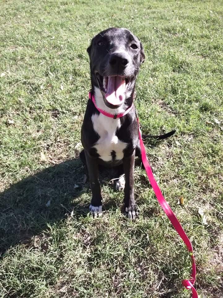 Photo of Aurora, adoptable American Pit Bull Terrier in Kempner, Texas