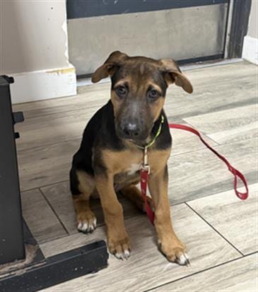 Photo of Fish, adoptable German Shepherd Dog in Redlands, California
