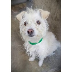 Photo of Boba, adoptable Terrier (Unknown Type, Medium) in Chatsworth, California
