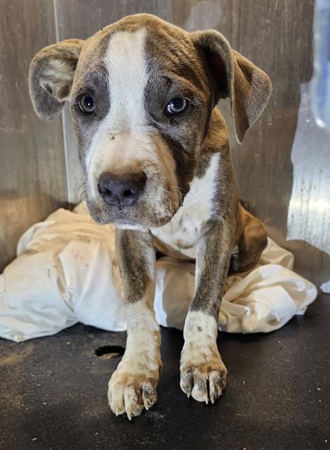 Photo of Cici, adoptable American Staffordshire Terrier in San Antonio, Texas