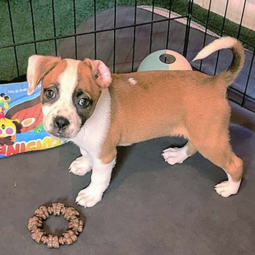 Photo of Five Boxers Annabeth, adoptable Boxer in Chantilly, Virginia